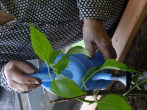 20160512_AG-JNR_Neuchâtel_HomeErmitage_JardinThérapeuthique_ 49